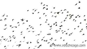 After ‘roughly 1,000' birds died in one night, nonprofit group encourages protections for migratory birds