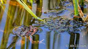 Female frogs fake their own death to avoid unwanted attention from males: Study