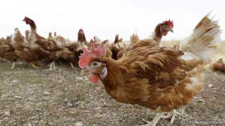 Industry prepares as avian flu cases expected to increase as birds migrate south