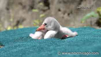 Brookfield Zoo wants your help naming 2 of their new baby flamingos
