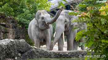 Ein Leben im Zoo ist für Elefanten keine Qual – eher wie ein etwas langweiliger Urlaub