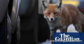 Fox news: Why the cunning beasts are causing chaos for car owners