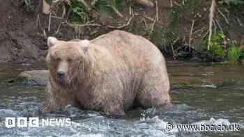 Grazer is third female winner of Fat Bear Week