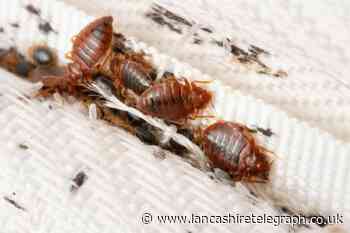 East Lancs pest control firm reports increase in bed bug calls