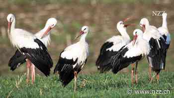 Für Menschen ist es schön, dass der Sommer nicht enden will. Aber manchen wilden Tieren und Pflanzen macht der warme Herbst zu schaffen