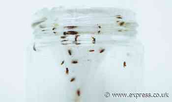 ‘Simple’ but ‘effective’ way to banish ‘pesky’ fruit flies from your kitchen for good