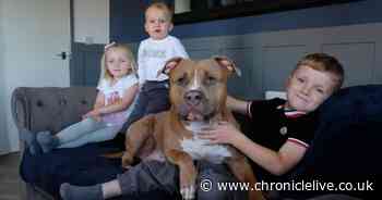 Mum-of-three with 'perfect' XL Bully dog defends breed following attacks