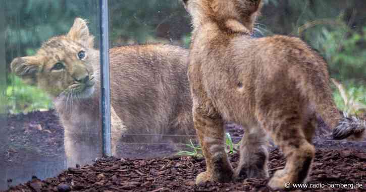 Löwenbabys in Schwerin heißen Kirana und Ravi