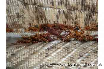 UK motorists warned to be on the lookout for bedbugs in cars