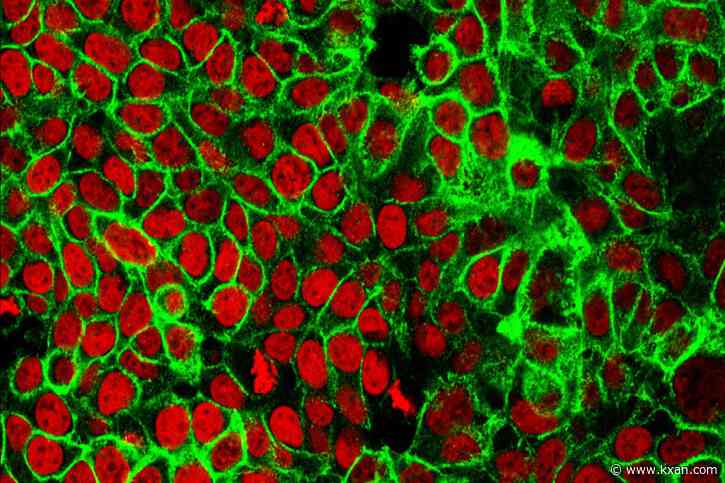 Drug restores ability to fight tumors, UT researchers say