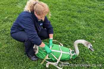 RSPCA plea after cygnets found in Sunderland with fishing hooks stuck in their legs
