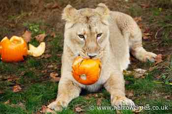 London Zoo prepares Boo at the Zoo Halloween kids activities