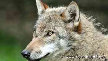 Umweltministerin Lemke will künftig Wolf-Abschuss nach dem ersten Riss ermöglichen