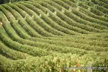 Dans le vignoble bordelais, sept interpellations pour "traite des êtres humains", après l'ouverture d'une enquête