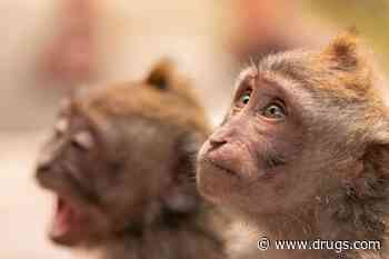 Monkey Given Gene-Edited Pig Kidney Still Alive Two Years Later