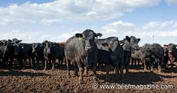 Top Dollar Angus partnering with Blue Grass Stockyards