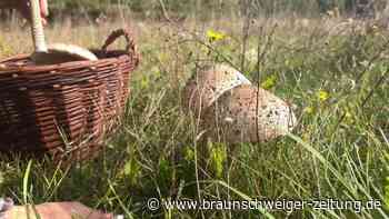 Endlich volle Körbe? Pilzsammler hoffen auf dieses Wochenende