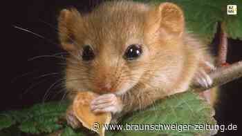 Streit um Südharzer Karstgebiet: Gips versus Haselmaus