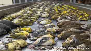 Rund 1000 Vögel krachen in nur einer Nacht gegen Fenster – „Es war wie ein Teppich aus toten Vögeln“