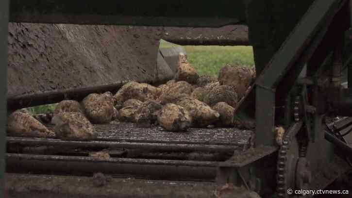 Sugar beets being harvested across southern Alberta