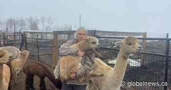 Alpacas perish in barn fire near Millarville, southwest of Calgary