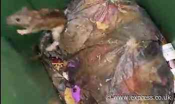 Horrifying moment when rats jump out of the bin as workers worry about the plague