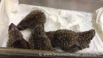 So süß: Igel-Babys im NABU-Artenschutzzentrum Leiferde