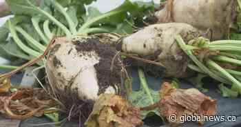 Sweet year for Alberta sugar beet growers