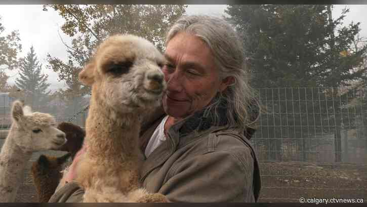 Alpaca farm burns southwest of Calgary, killing nine animals