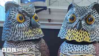 Morpeth station sets up owl decoys for pigeon poo problem