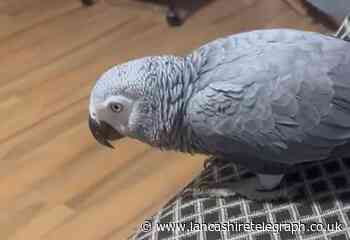 Blackburn owner of missing parrot concerned for beloved bird