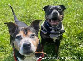 Can you rehome Staffordshire bull terriers Romeo and Juliet?