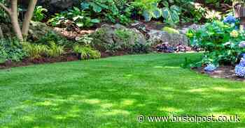 Expert's eight simple and cheap gardening tricks as winter looms