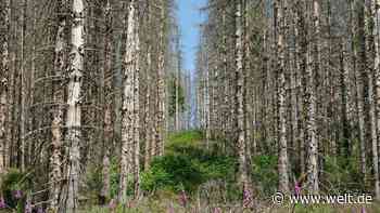 Vier von fünf Bäumen krank – So kaputt sind Deutschlands Wälder