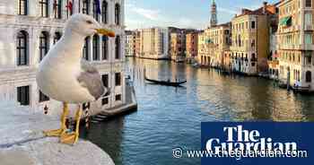 Seagulls force Venice's Marco Polo airport to close briefly