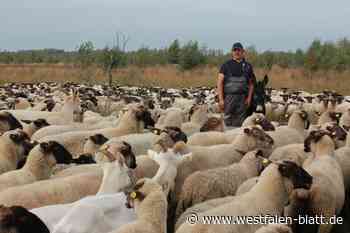 Wolf schlägt erneut zu: Zahlreiche Tiere im Norden von OWL gerissen