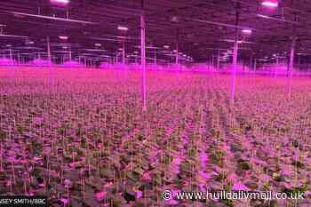 Strange pink ‘Northern Lights’ seen over East Yorkshire