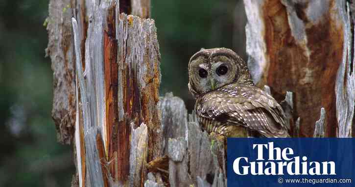 Canada rejects request to protect northern spotted owl habitat