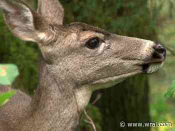 Deadly disease reported in deer in Johnston County