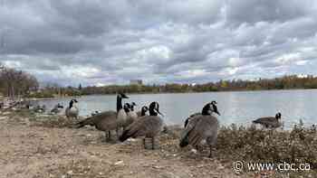 Regina wants your help to find its official bird
