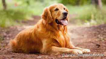 How old your dog REALLY is: Why multiplying 'human years' by seven is a myth - and the biological calculator that reveals your pup's 'true age'