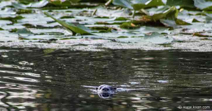 PHOTOS: Otter spotted in San Marcos