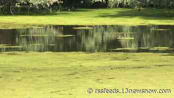 New grant money for ODU will fund research on algal bloom in the Chesapeake Bay