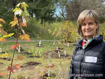 Lebanese community volunteers plant hundreds of trees in Barrhaven