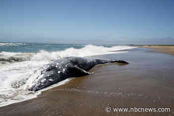 Hundreds of gray whales have washed up dead since 2019. Scientists think they know why.