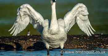 Sound like 'rolling thunder' heard roaring over Slimbridge as more B-1Bs head to West Country