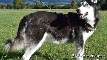 Blind, taub, Diabetes und Tumore: Husky Luna hat langen Leidensweg hinter sich