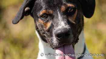Tierheim Braunschweig: Beagle-Mischling sucht erfahrene Halter