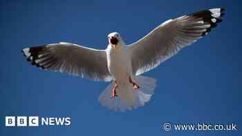 Venice airport closed, flights diverted by flock of seagulls
