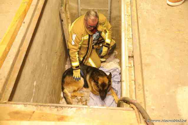 Brandweer redt Duitse herdershond uit smeerput